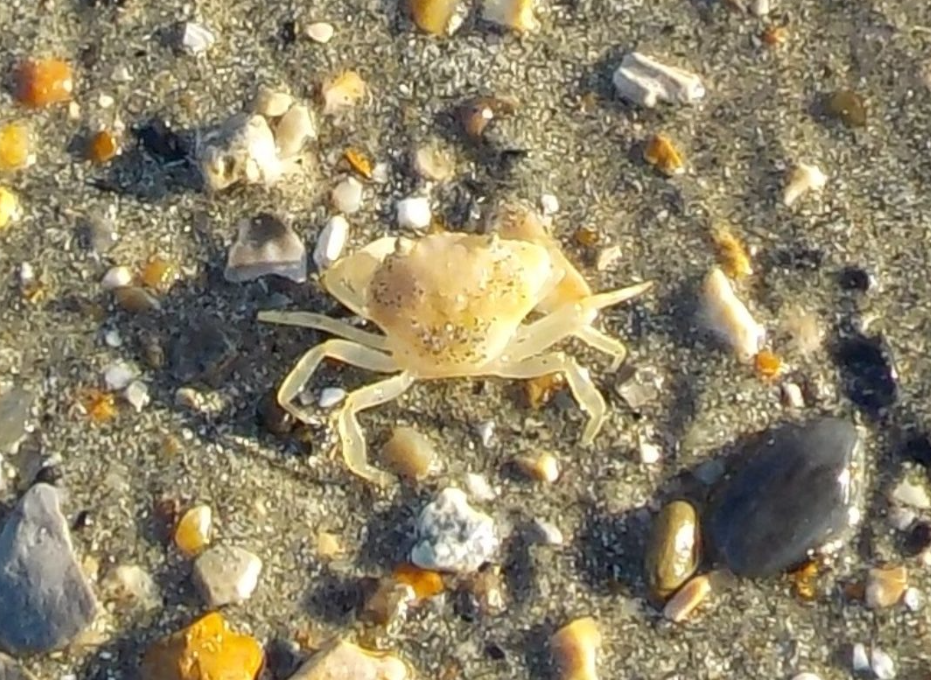 SSI Marine Ecology Course in Selsey, West Sussex gallery 5