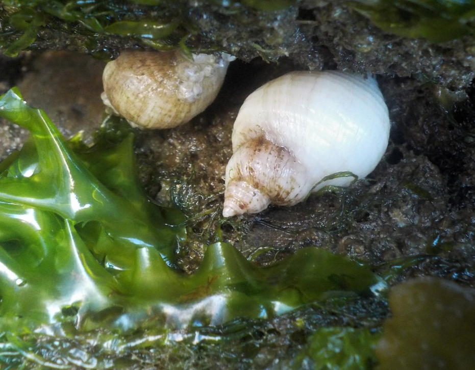 SSI Marine Ecology Course in Selsey, West Sussex gallery 6