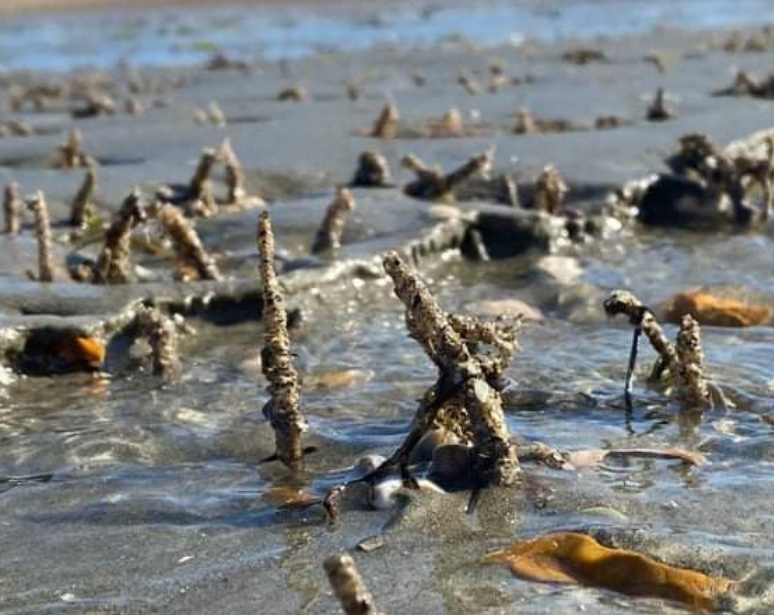 SSI Marine Ecology Course in Selsey, West Sussex gallery 7