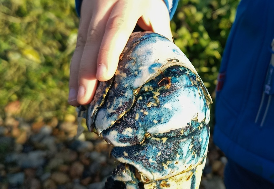 SSI Marine Ecology Course in Selsey, West Sussex gallery 8