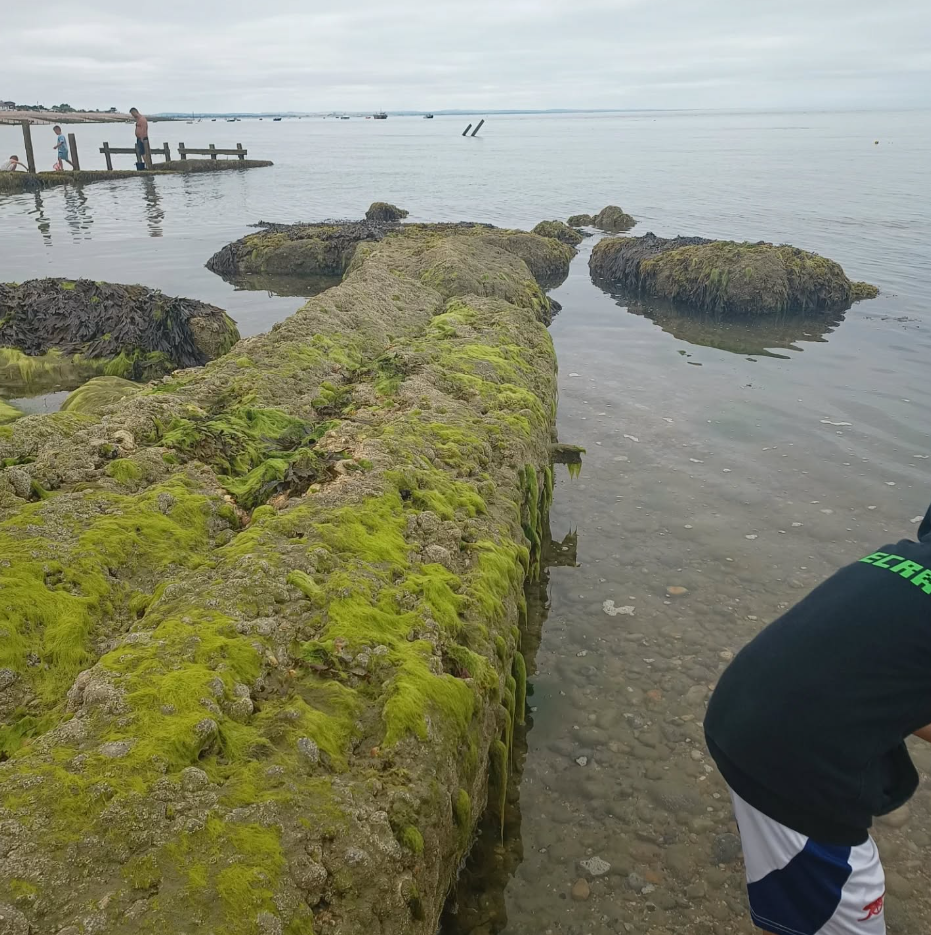 SSI Marine Ecology Course in Selsey, West Sussex gallery 9