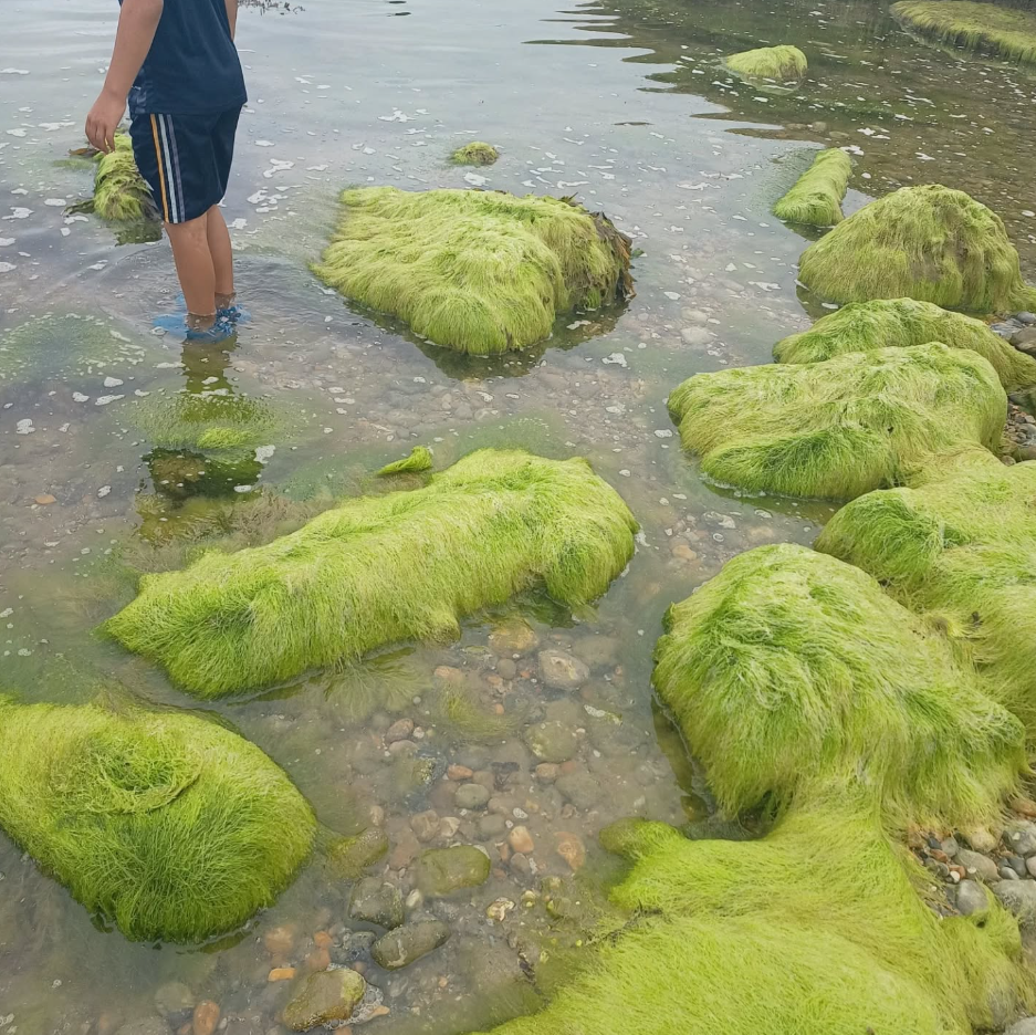 SSI Marine Ecology Course in Selsey, West Sussex gallery 10