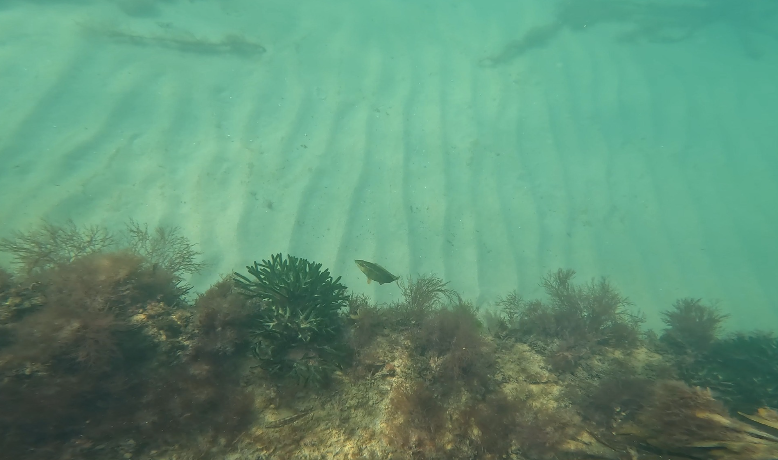 SSI Snorkel Diver Course in Selsey, West Sussex, photo 4