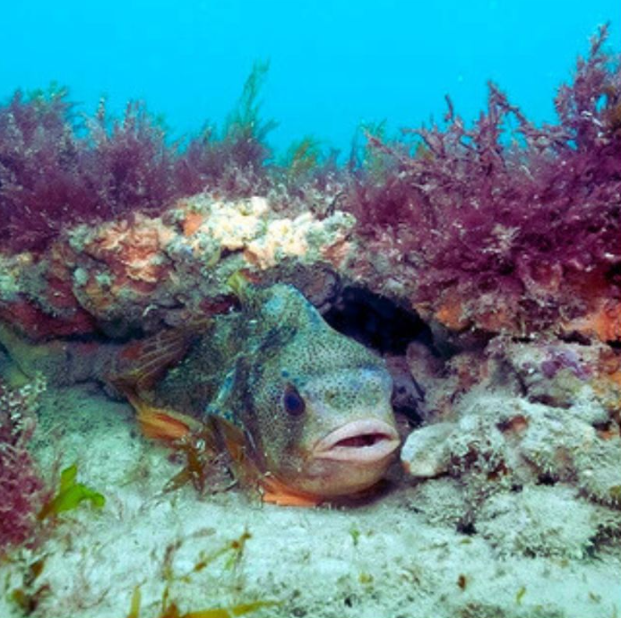 Guided Snorkel Tours in South England, photo 3