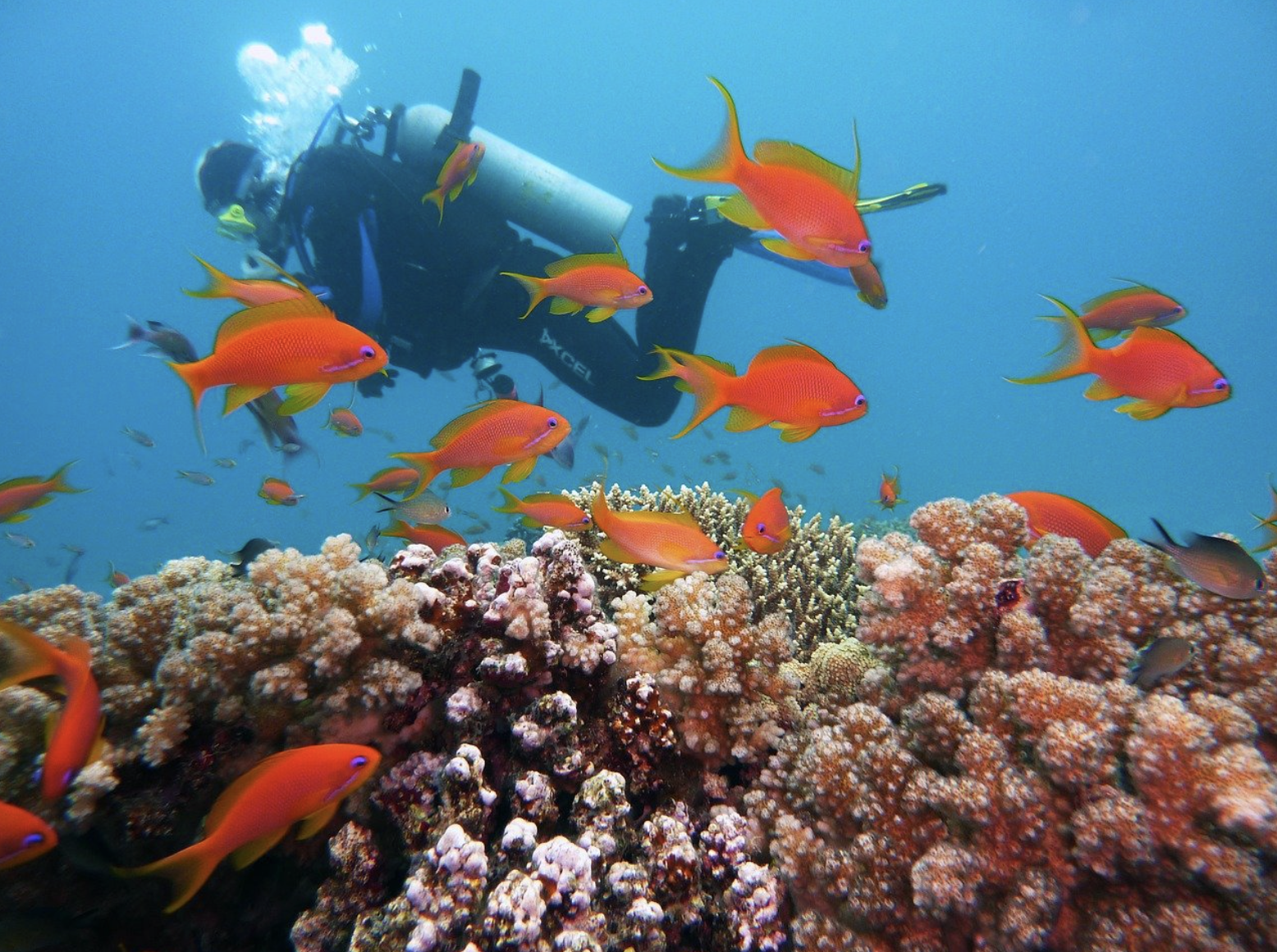 Discover Scuba Diving Experience in Dibba Al Fujairah, photo 3