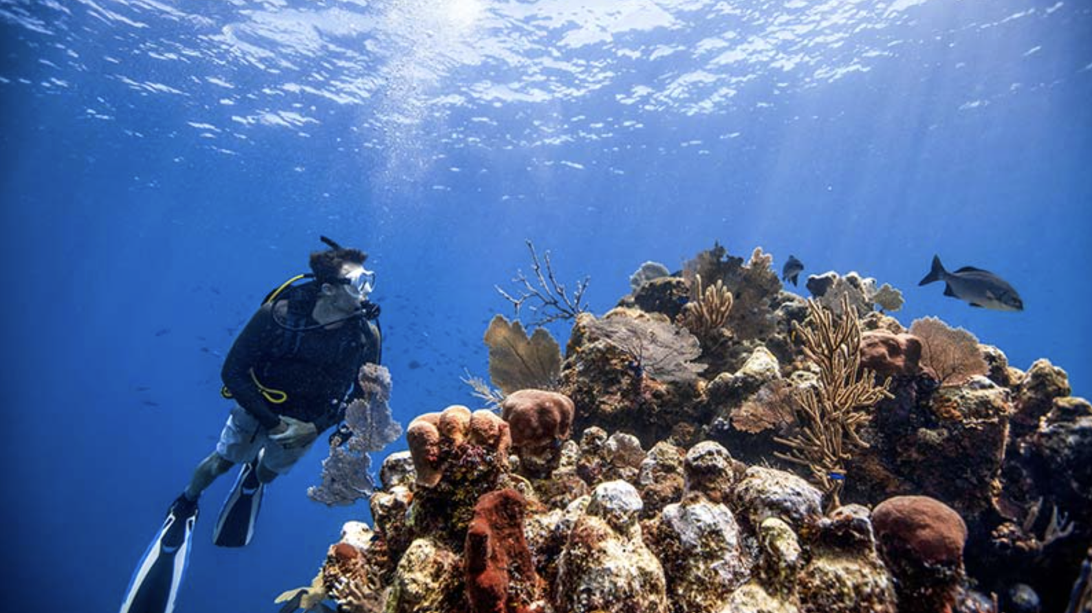 Discover Scuba Diving Experience in Dubai gallery 2