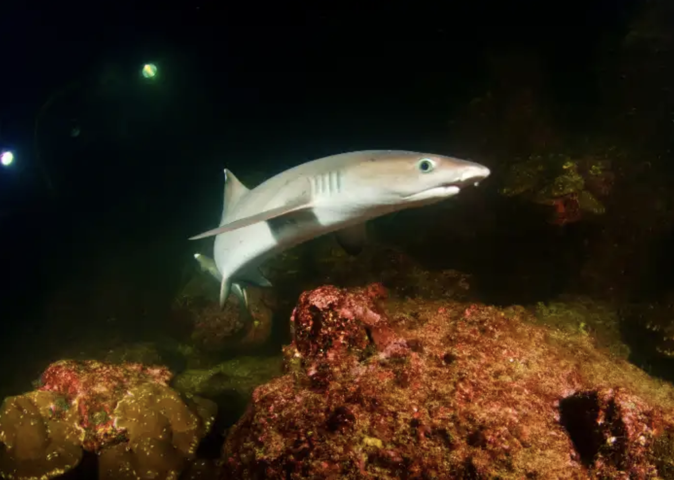 PADI Night Diver Specialty Course gallery 2