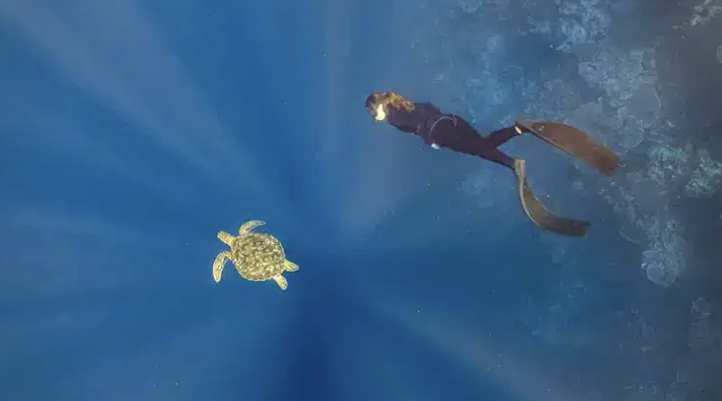 PADI Freediver Course (Confined + Open Water Training) gallery 4