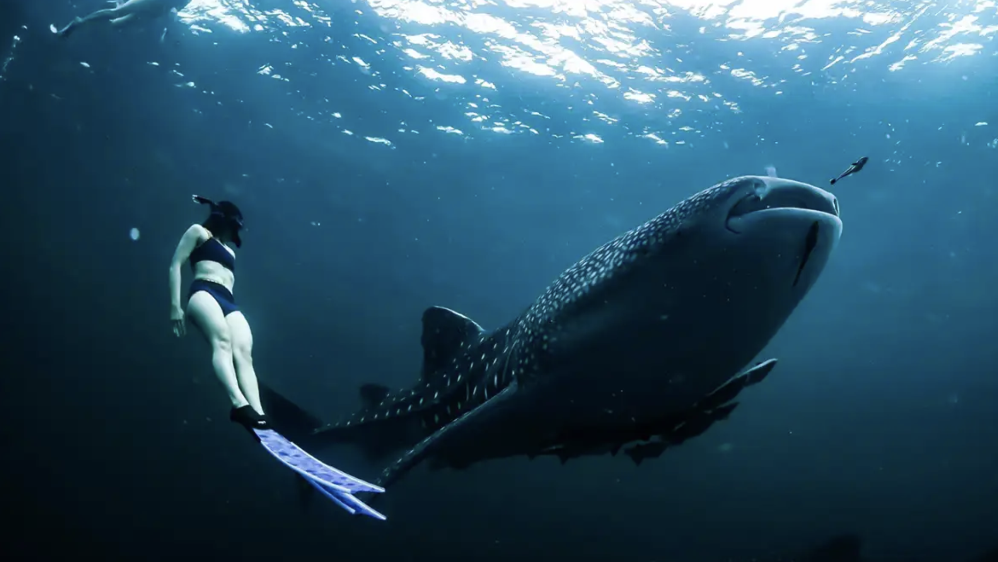 PADI Freediver Course (Confined + Open Water Training) gallery 2