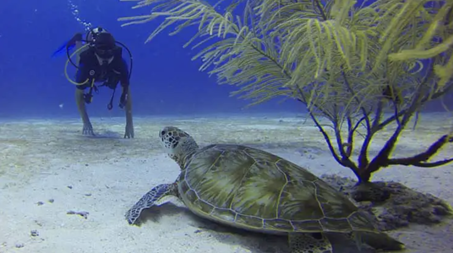 PADI Skin Diver Course (Snorkelling & Breath-Hold Skills), photo 2