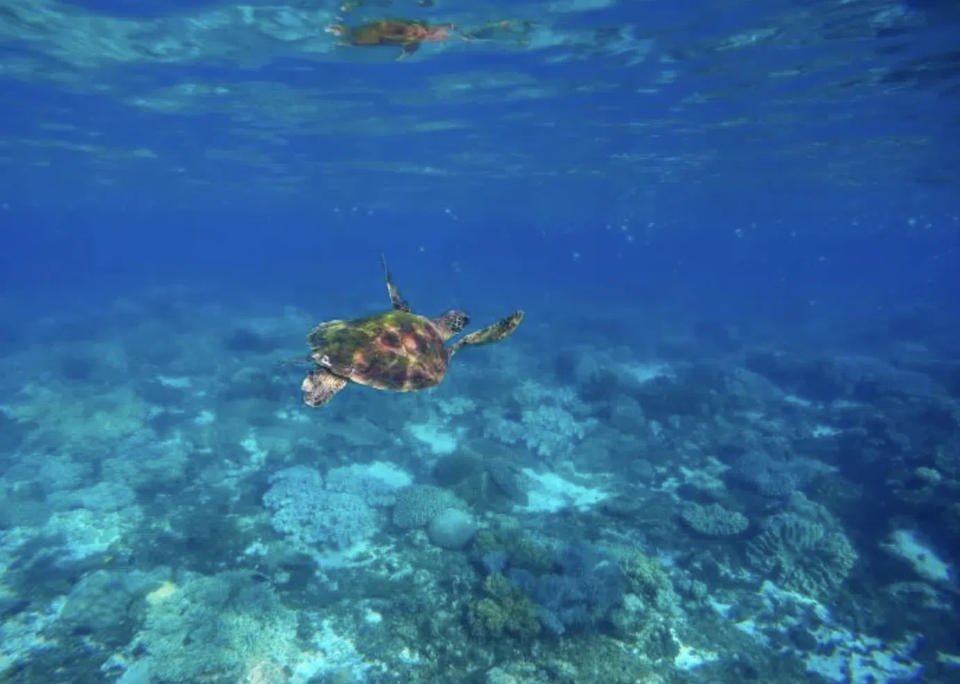 Dibba Al Fujairah Boat Dive Trip (Morning or Afternoon), photo 4