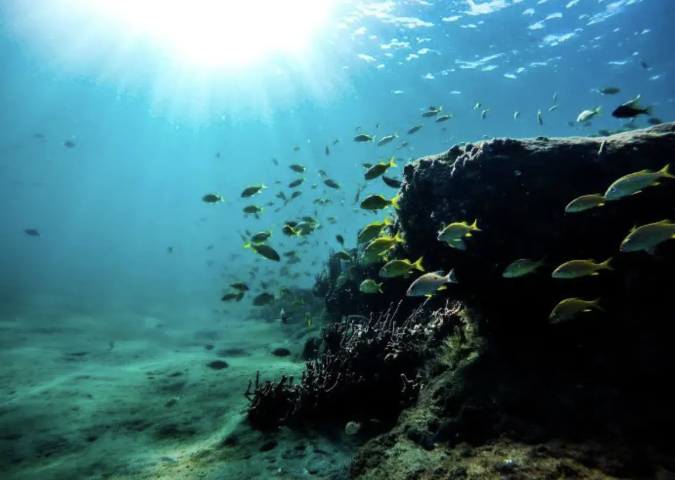 Dibba Al Fujairah Boat Dive Trip (Morning or Afternoon) gallery 3