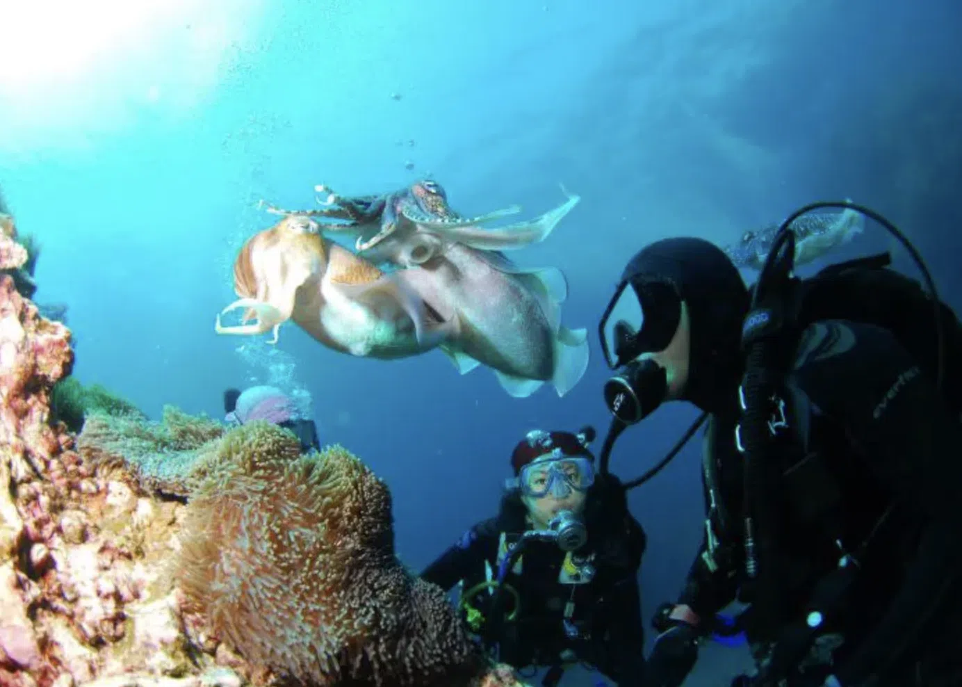 Dibba Al Fujairah Boat Dive Trip (Morning or Afternoon) gallery 2