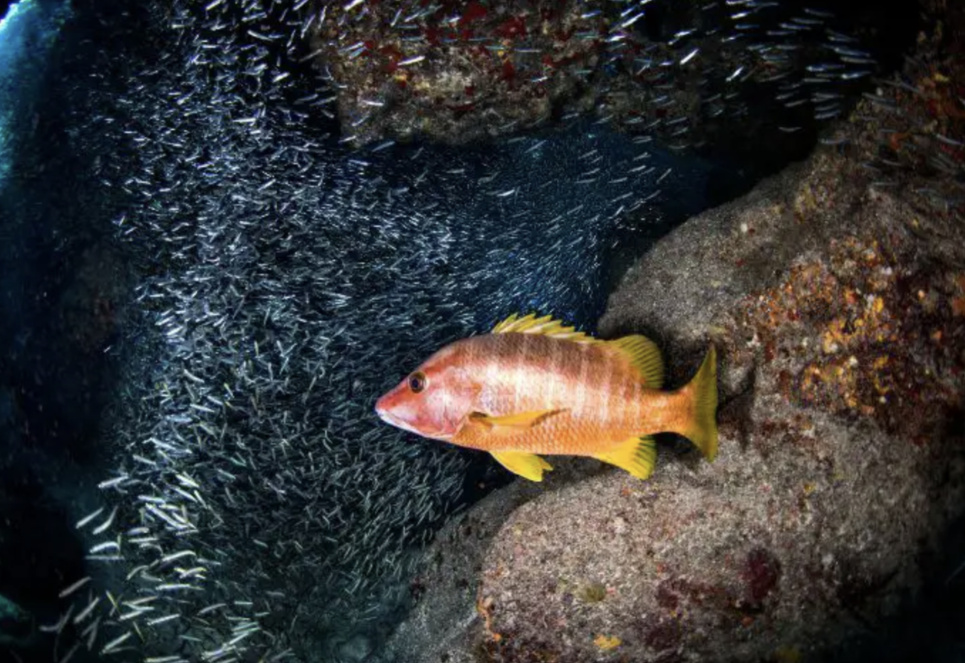 Guided Night Diving Adventure in Dibba Al Fujairah, photo 2