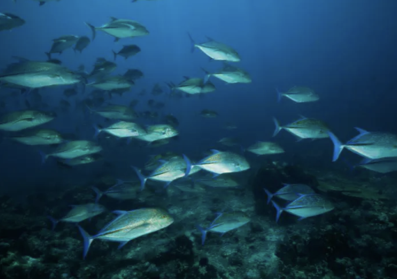 Guided Night Diving Adventure in Dibba Al Fujairah gallery 3