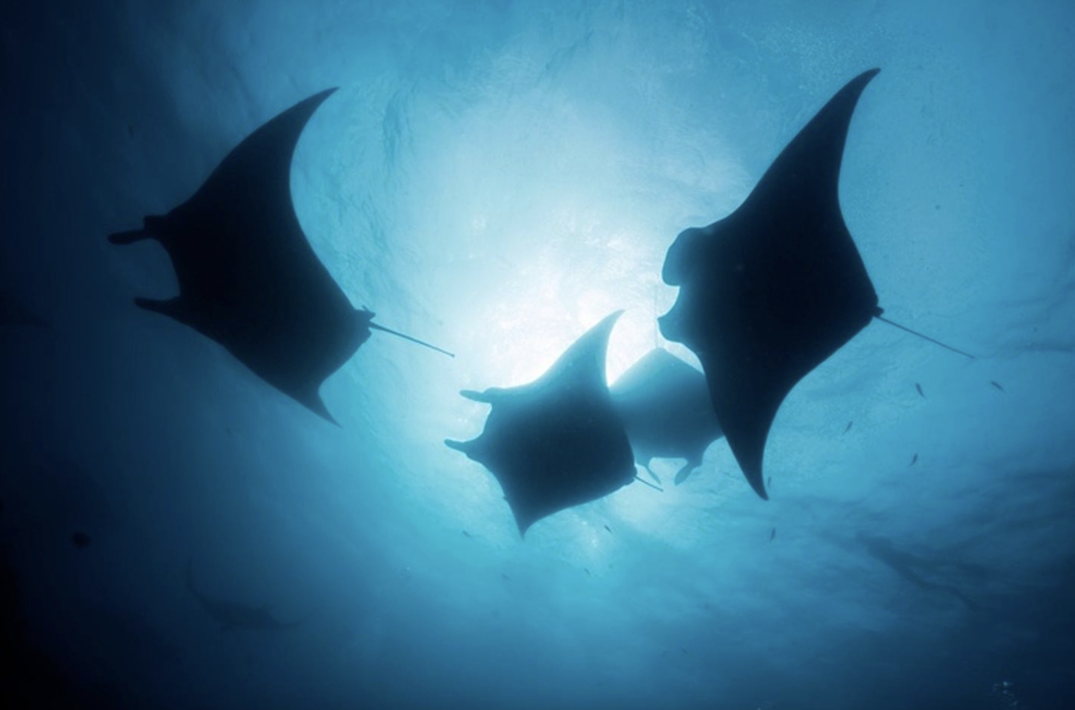 Maldives Liveaboard: Best of Central Atolls, listing photo