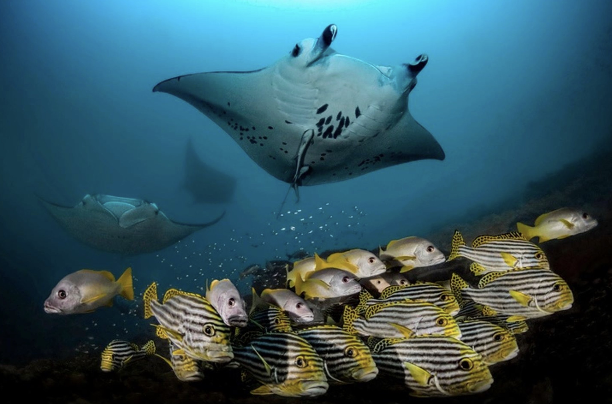 Maldives Liveaboard: Best of Central Atolls gallery 10