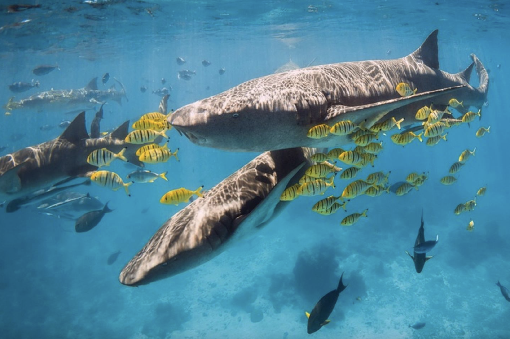 Maldives Liveaboard: Best of Central Atolls, photo 3