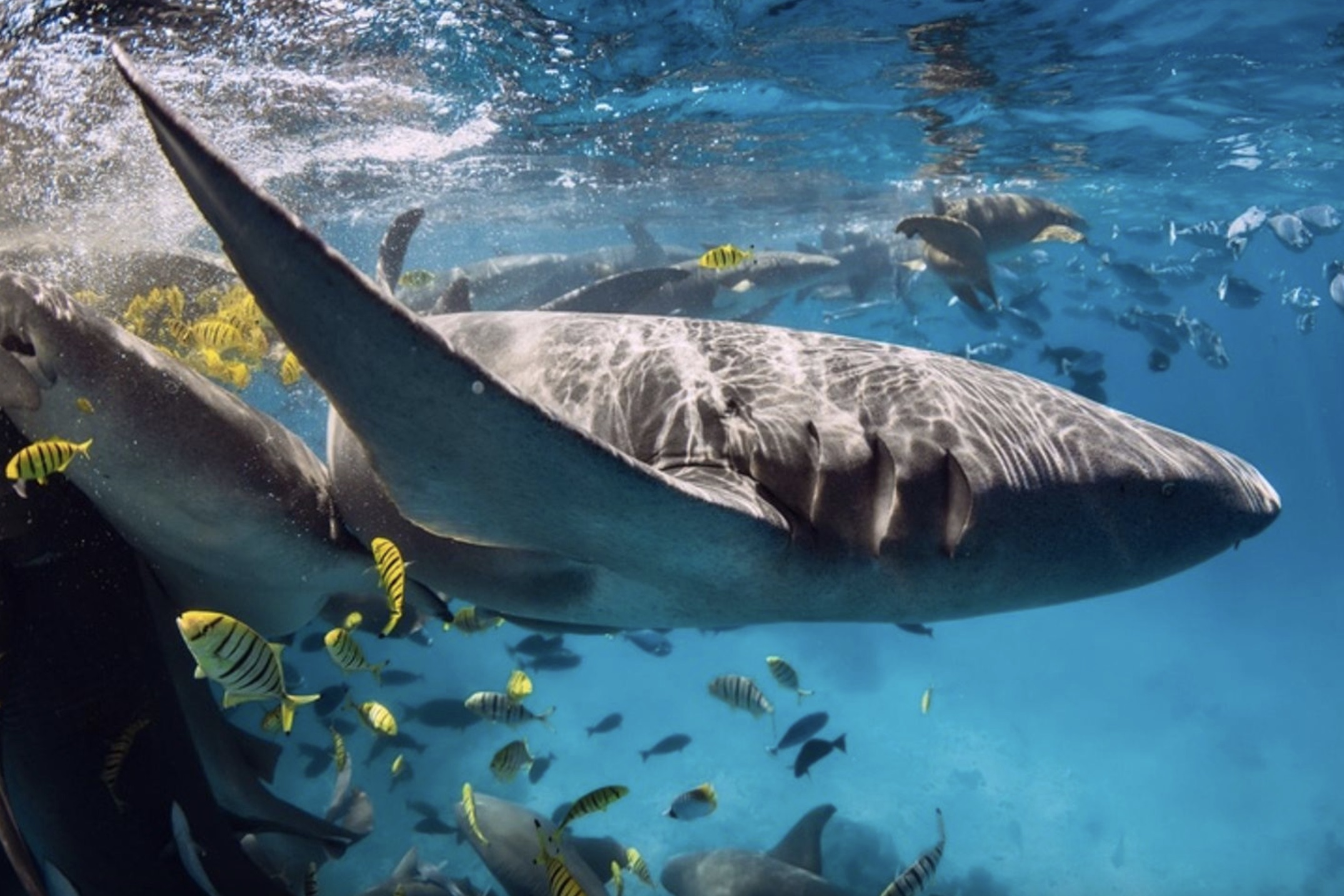Maldives Liveaboard: Best of Central Atolls gallery 6