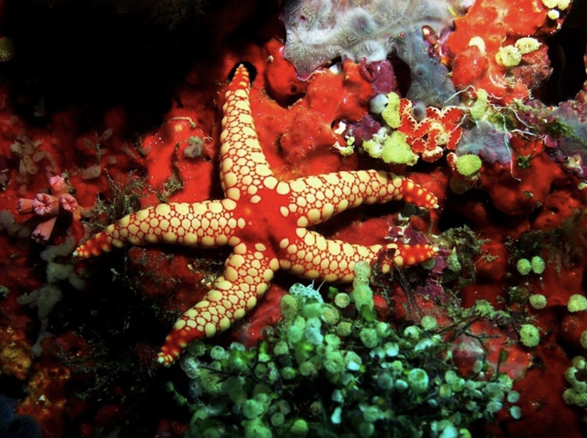 Maldives Liveaboard: Best of Central Atolls gallery 5