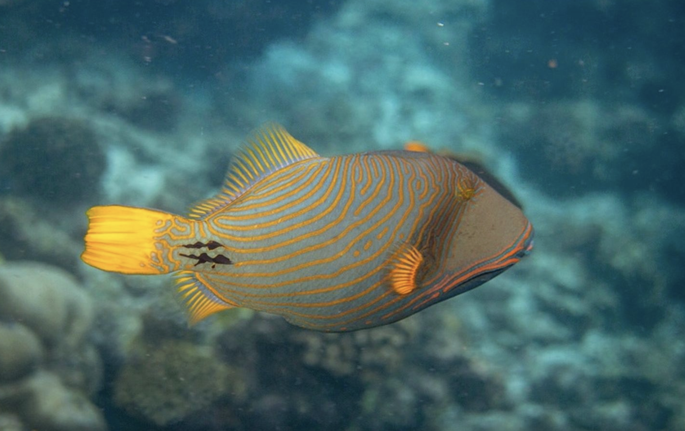 Maldives Liveaboard: Best of Central Atolls, photo 4