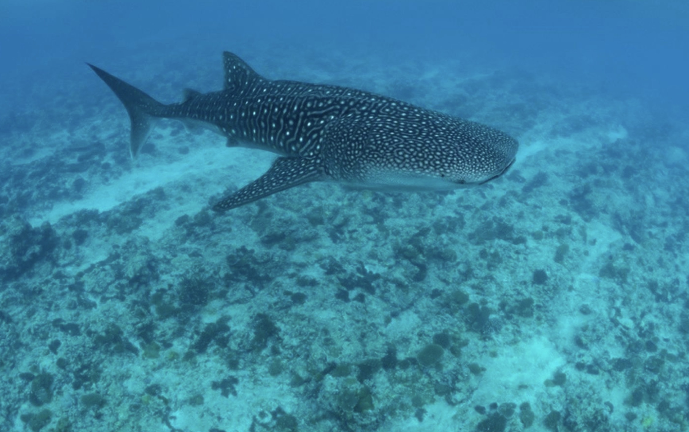 Maldives Liveaboard: Best of Central Atolls gallery 4