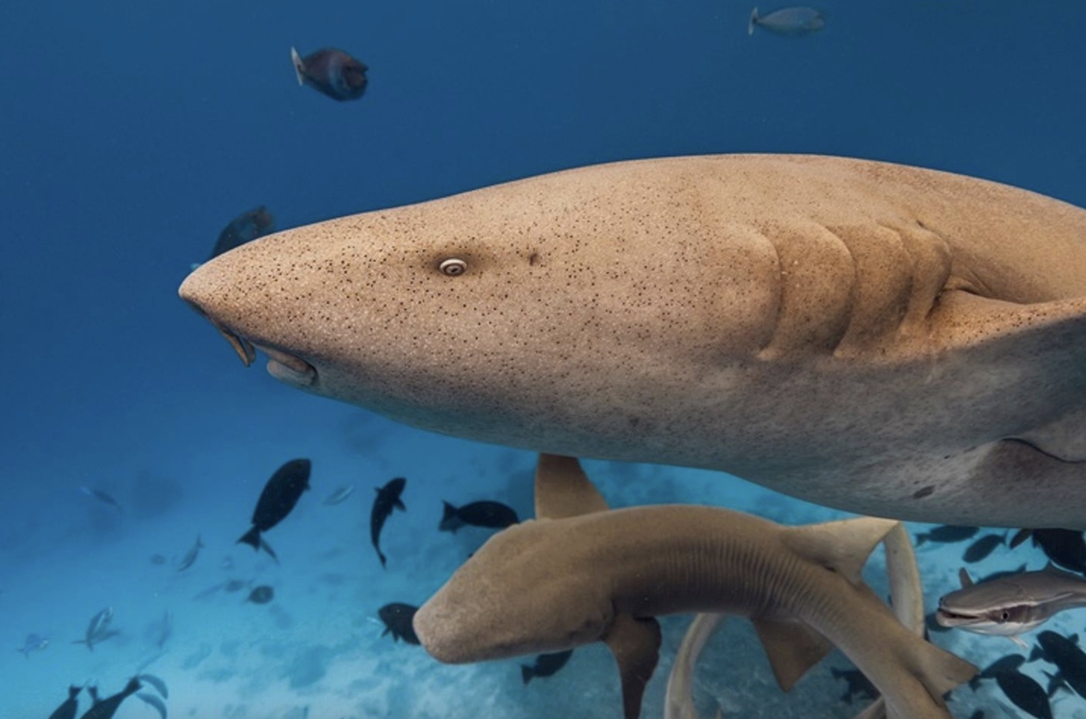 Maldives Liveaboard: Best of Central Atolls gallery 3