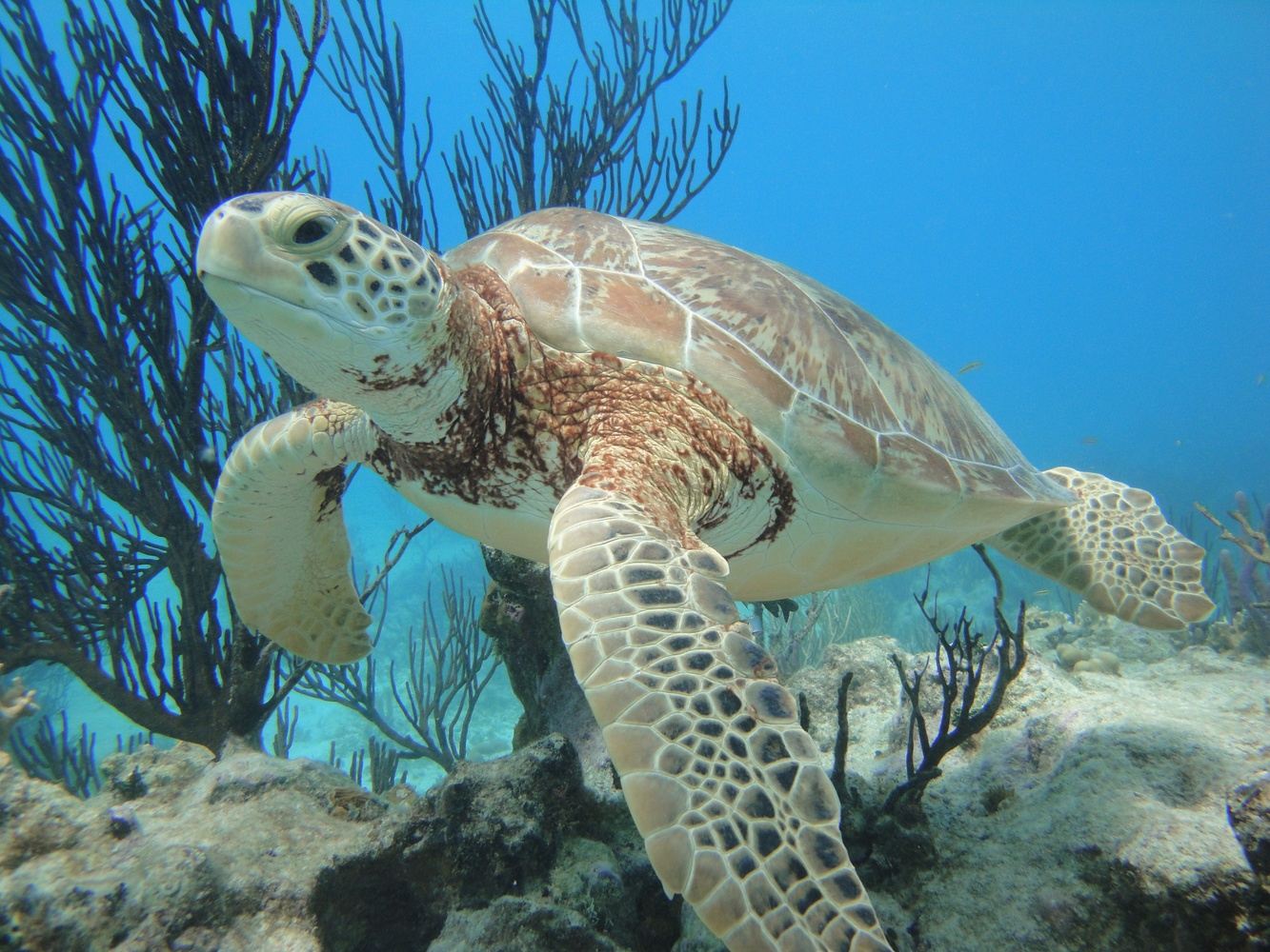 Mexico Dive Week: Cenotes, Reef & Bull Sharks in Tulum, photo 3