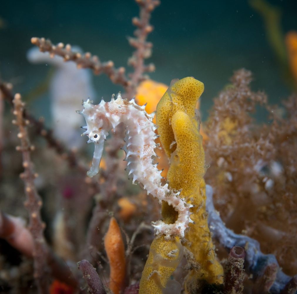 Two-Resort Philippines Dive Adventure: Malapascua & Moalboal gallery 7