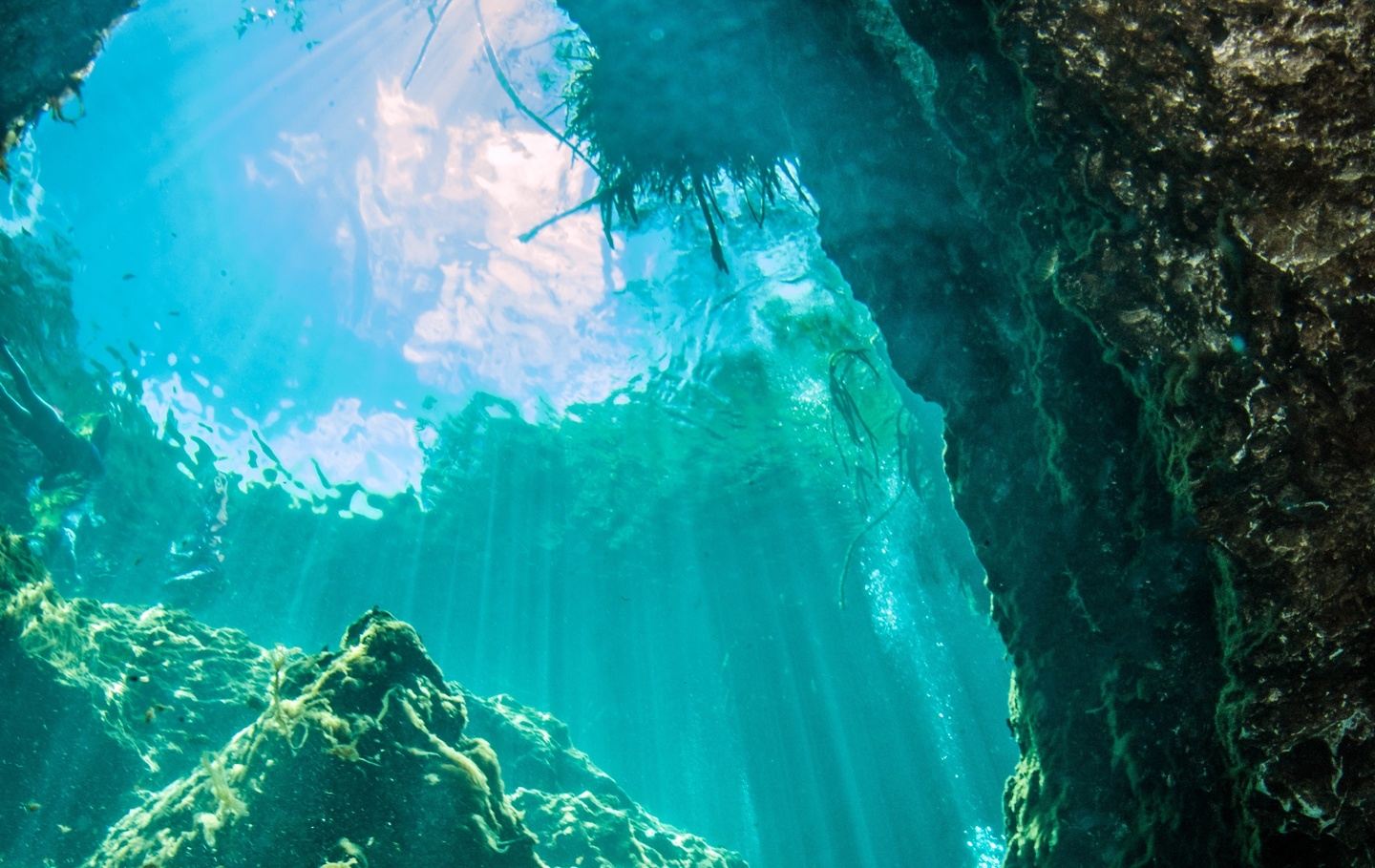 Mexico Dive Week: Cenotes, Reef & Bull Sharks in Tulum gallery 3