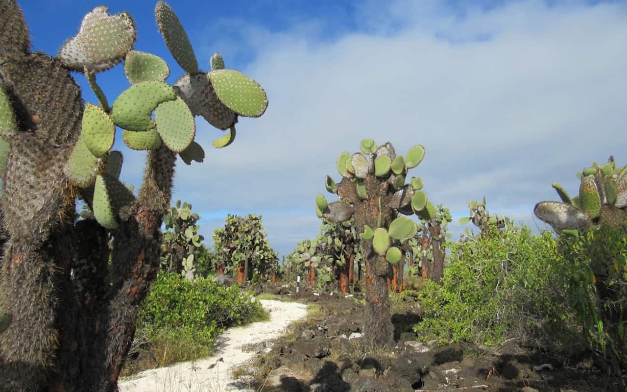Galapagos Islands: 6-Day Scuba Diving, Snorkelling & Island Exploration Tour, photo 5
