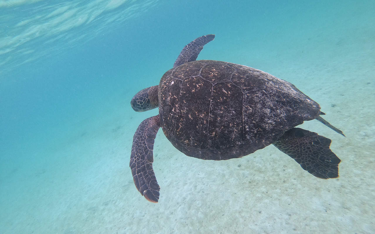 Galapagos Islands: 6-Day Scuba Diving, Snorkelling & Island Exploration Tour gallery 6