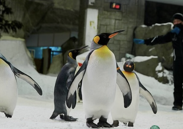 Indoor Snow Park Experience at Ski Dubai, photo 5