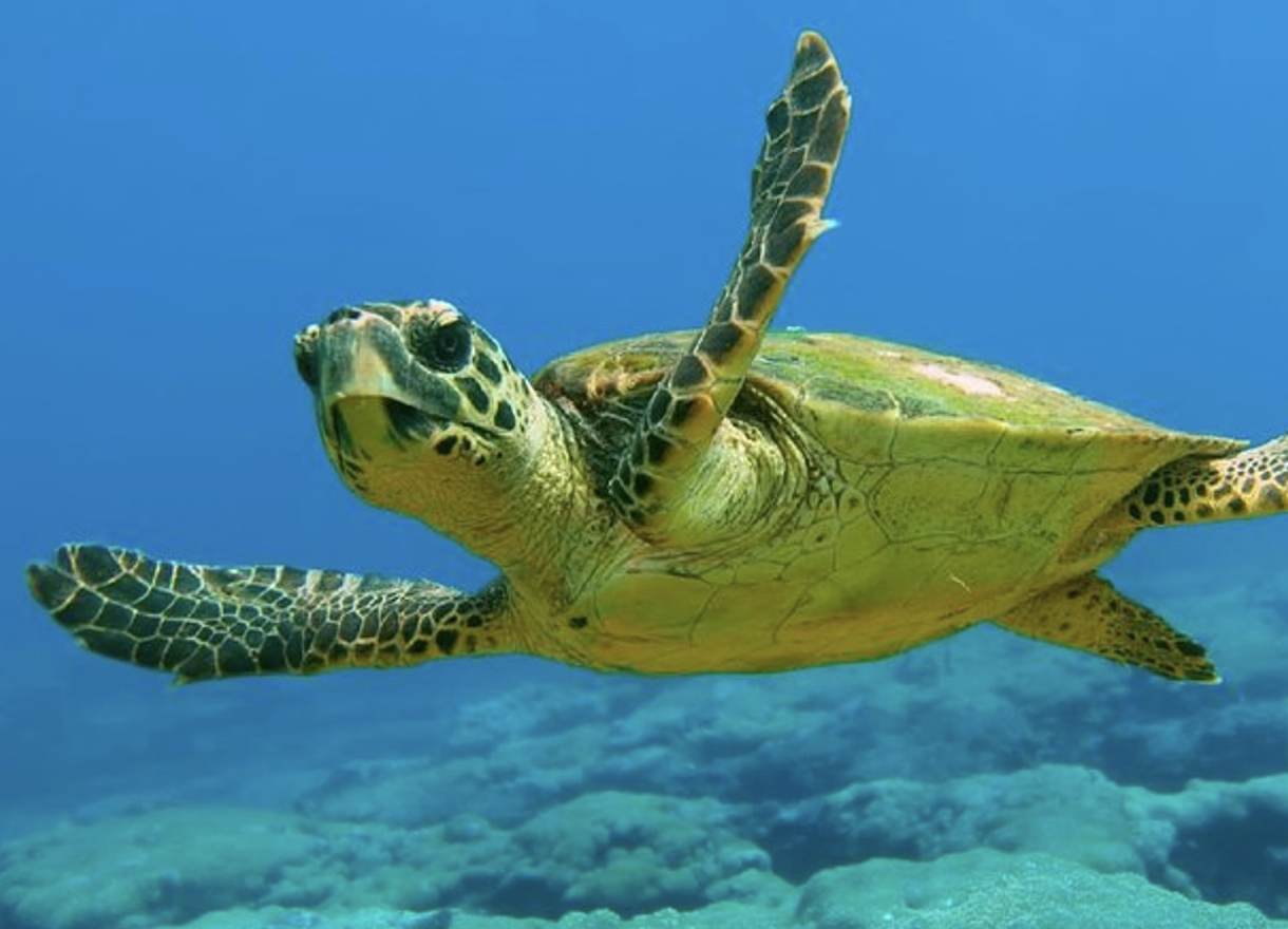 Beginner Scuba Diving Tour in Kuşadası Bays, listing photo