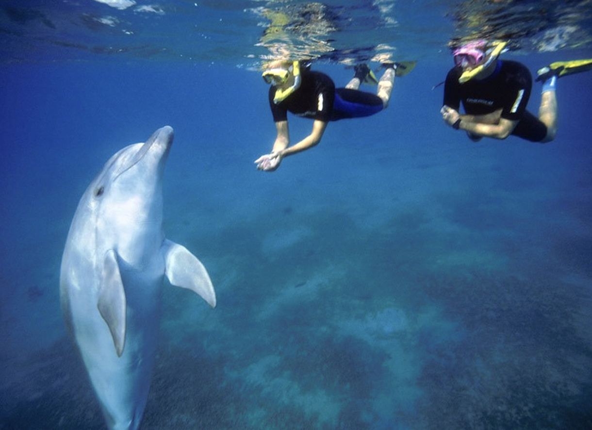 Dolphin Watching & Snorkelling Boat Trip from Muscat gallery 5