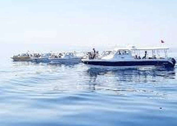 Dolphin Watching & Snorkelling Boat Trip from Muscat gallery 4