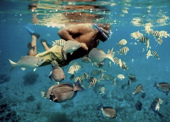 Dolphin Watching & Snorkelling Boat Trip from Muscat gallery 3