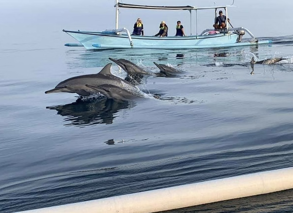 Dolphin Watching & Snorkelling Boat Trip from Muscat, listing photo