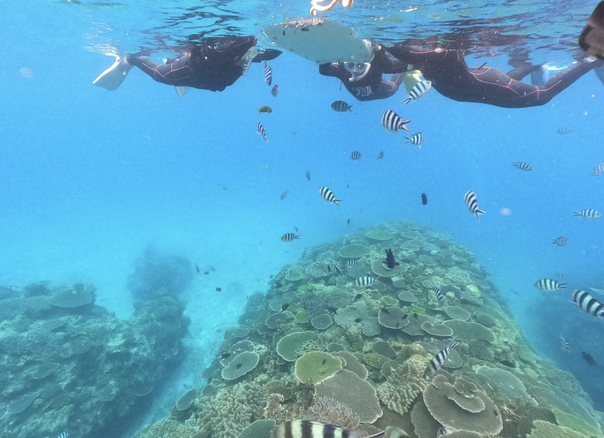 Okinawa Boat Snorkelling – Two Guided Rounds at Minna, Sesoko or Motobu, photo 3