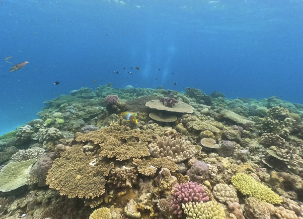 Okinawa Boat Snorkelling – Two Guided Rounds at Minna, Sesoko or Motobu, photo 5