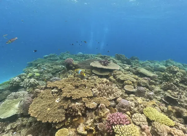 Okinawa Discover Scuba Diving – Private Beginner Dive at Minna, Sesoko or Motobu gallery 3