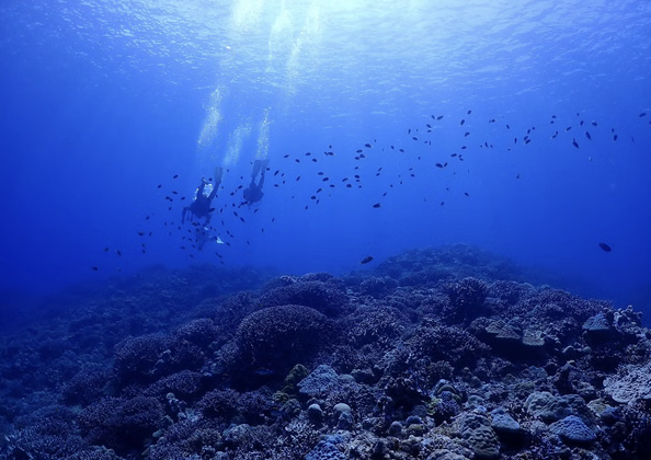 Okinawa Boat Fun Diving – Private Dives at Minna, Sesoko or Motobu for Certified Divers, photo 4