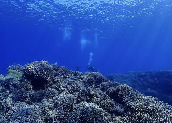 Okinawa Boat Fun Diving – Private Dives at Minna, Sesoko or Motobu for Certified Divers gallery 2