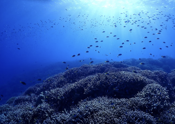 Okinawa Boat Fun Diving – Private Dives at Minna, Sesoko or Motobu for Certified Divers, photo 5