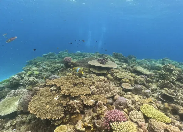 Okinawa Boat Snorkelling – Private Afternoon Session at Minna, Sesoko or Motobu, photo 4