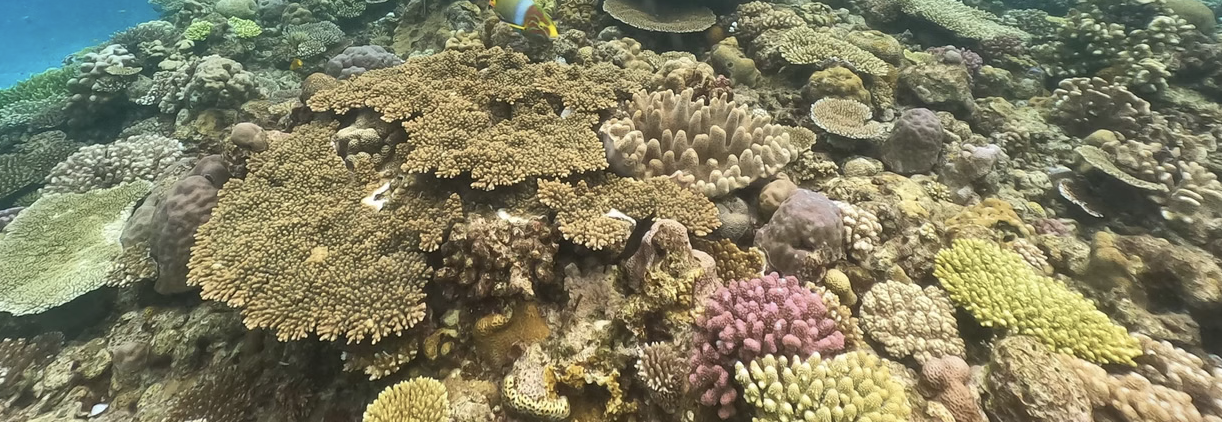 Okinawa Discover Scuba Diving – Private Two-Dive Experience at Minna, Sesoko or Motobu, photo 2