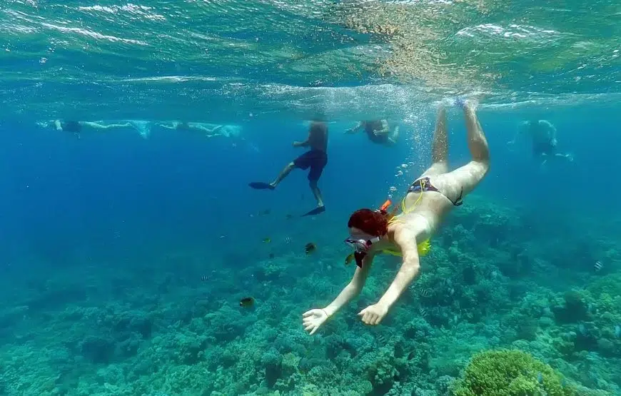 Beginner Red Sea Snorkelling Day Trip from Hurghada gallery 9