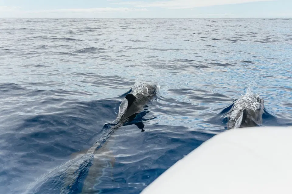 Whale & Dolphin Watching Speedboat Tour from Funchal, photo 5
