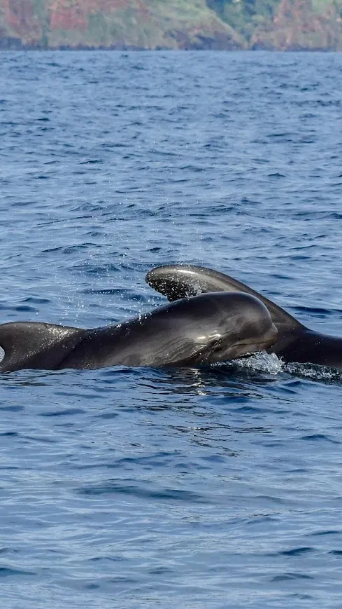 Responsible Whale & Dolphin Watching Speedboat Tour from Funchal gallery 2