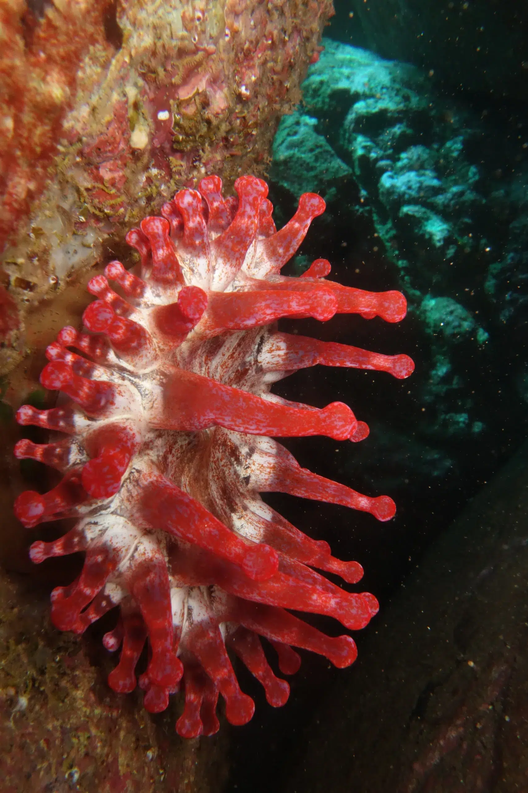 Shore Dive at Ponta de São Lourenço (House Reef) gallery 4